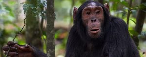 5 days Rwanda gorilla trekking tour