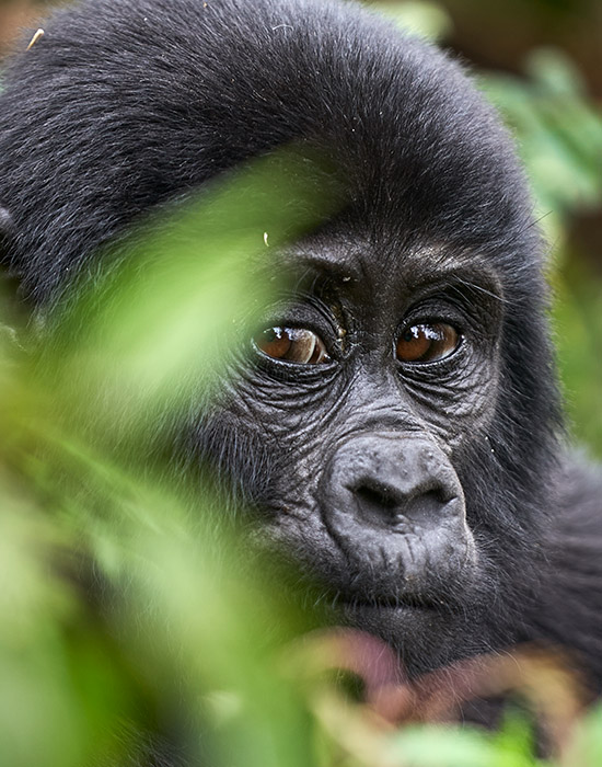 Gorilla-Safari-in-Uganda