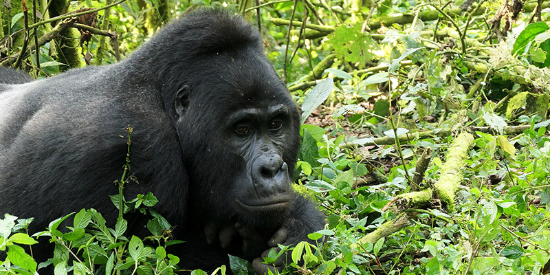 Uganda gorilla and wildlife tour