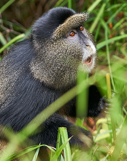 Mgahinga-primate-park-uganda