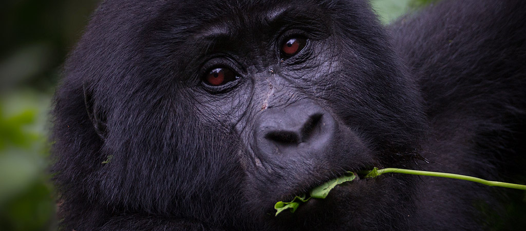 season for trekking gorillas