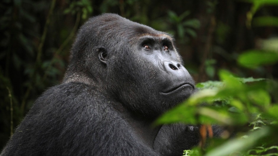 congo-gorilla-safaris