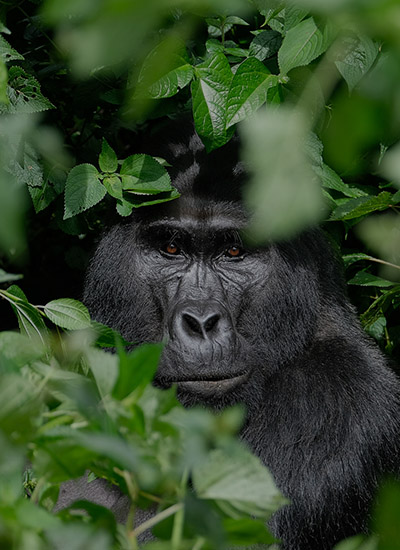 gorilla-safaris-in-Uganda
