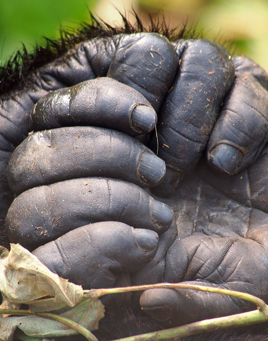 Congo_Gorilla_Trekking_Safaris