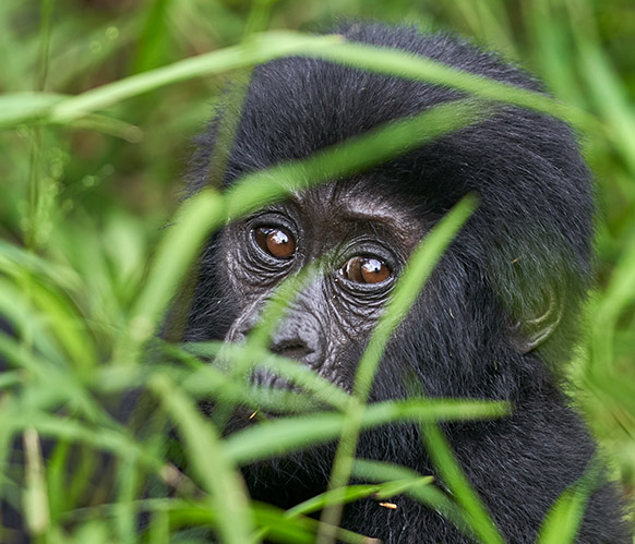 13 days Uganda gorilla trekking and wildlife tour