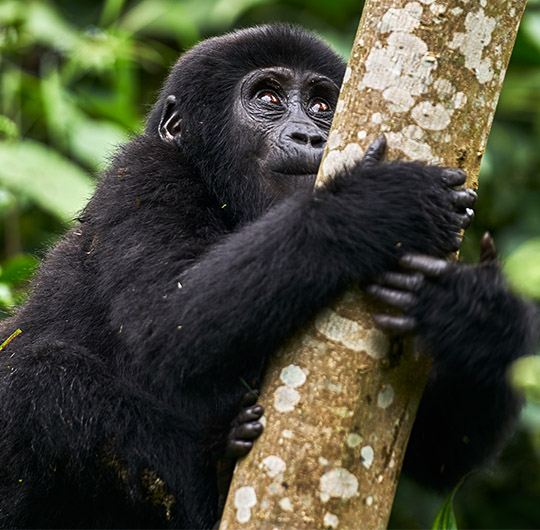Gorilla_Safaris