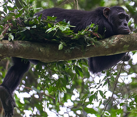 Gorilla_Safaris_in_Uganda