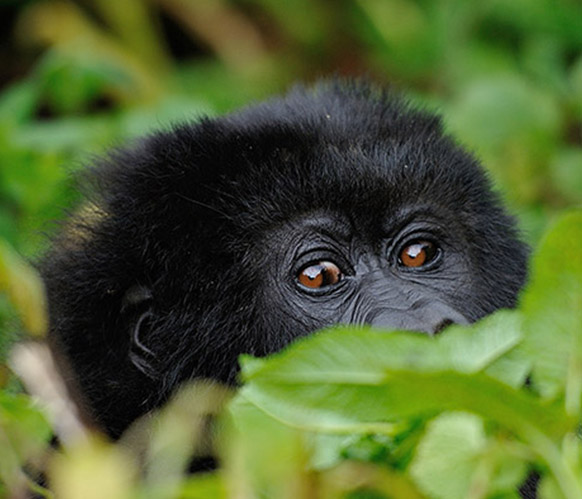 Gorilla_Trekking_Rwanda-02