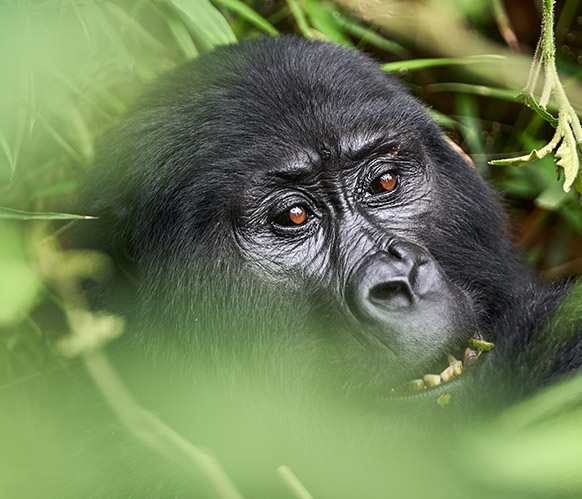 5 Days Uganda Gorilla trekking tour