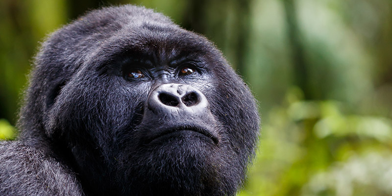 people with disabilities trekking gorillas