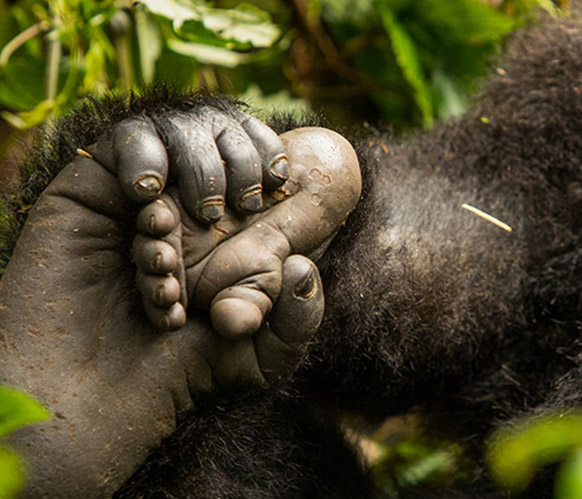 5 Days Rwanda Gorilla trekking tour