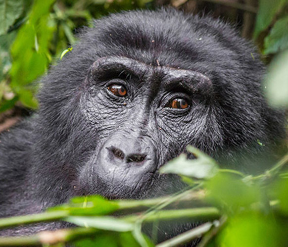Rwanda-gorilla-safaris-02