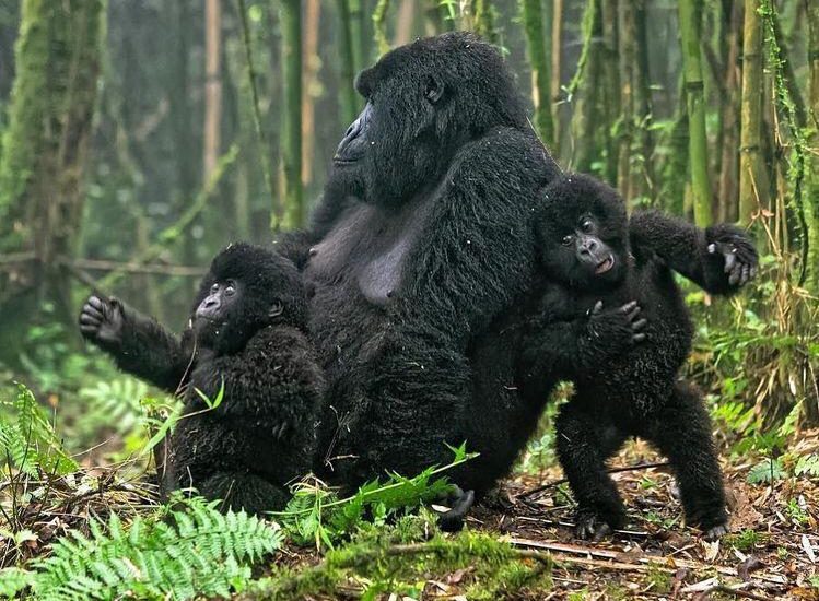 gorilla trekking in uganda