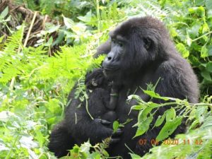 Uganda gorilla safari