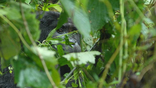 Bwindi Gorilla Safaris Uganda