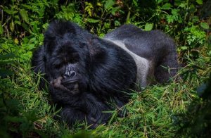 Nkuringo-Gorilla-Sector