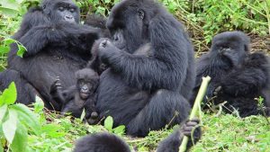 Mountain gorillas family