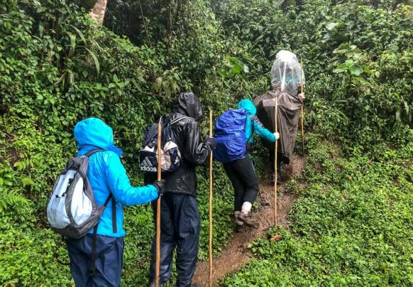 Gorilla Trekking in uganda