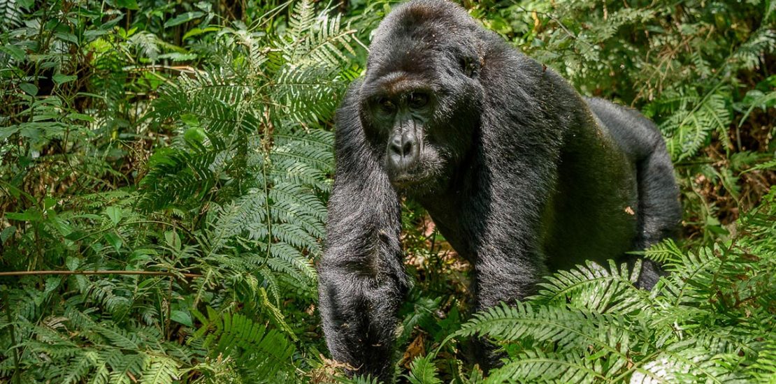 Mountain gorilla in Uganda