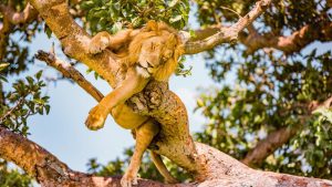 Tree climbing lion