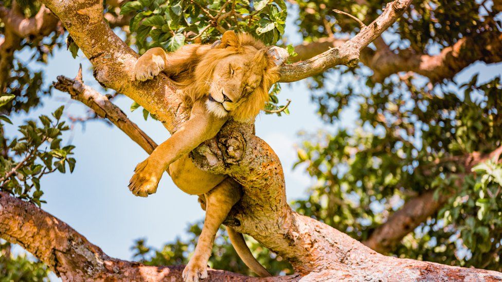 Tree climbing lion