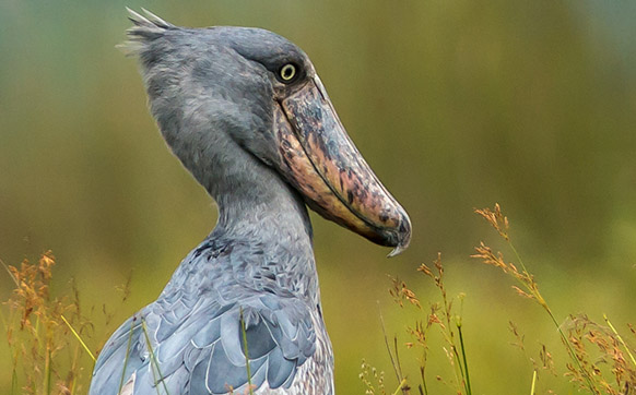 Picture showing a shoe bill stork