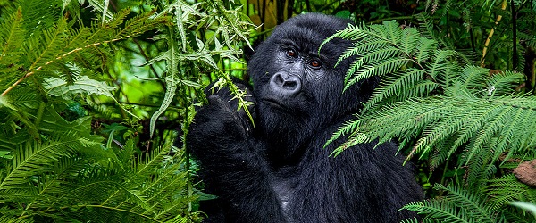 Gorilla trekking on a Rwanda safaris