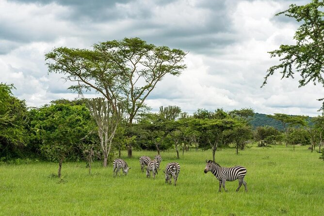 A picture showing wildlife in Lake Mburo national park