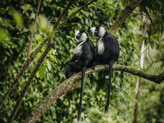 Black and White Colobus monkeys in Nyungwe national park