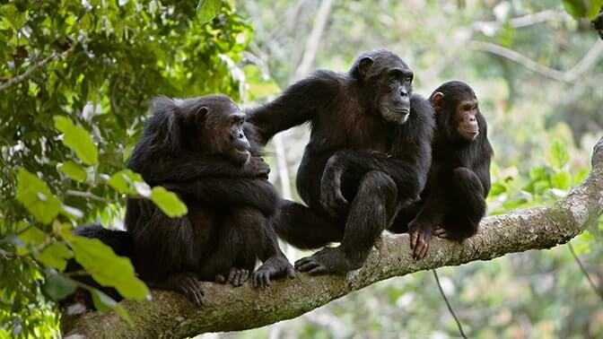 Chimpanzees in kyambura gorge