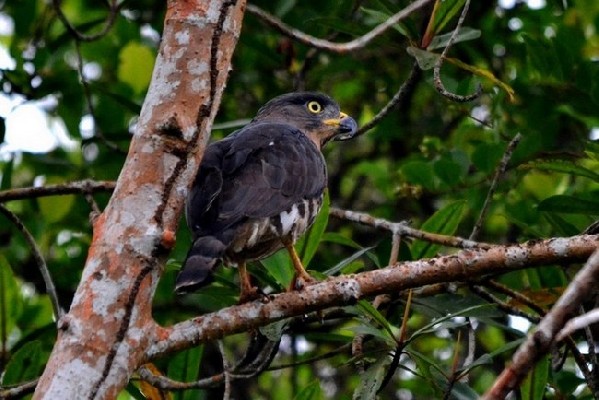 Birding in Semuliki national park