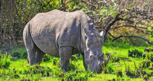 Stopover at Ziwa Rhino sanctuary