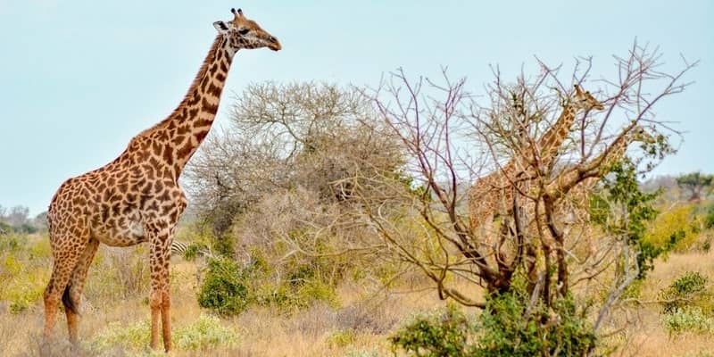 Akagera national park