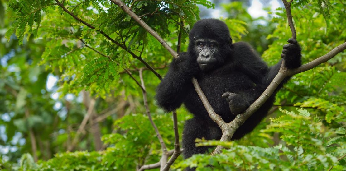 Uganda gorilla tours