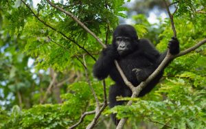 Uganda gorilla tours