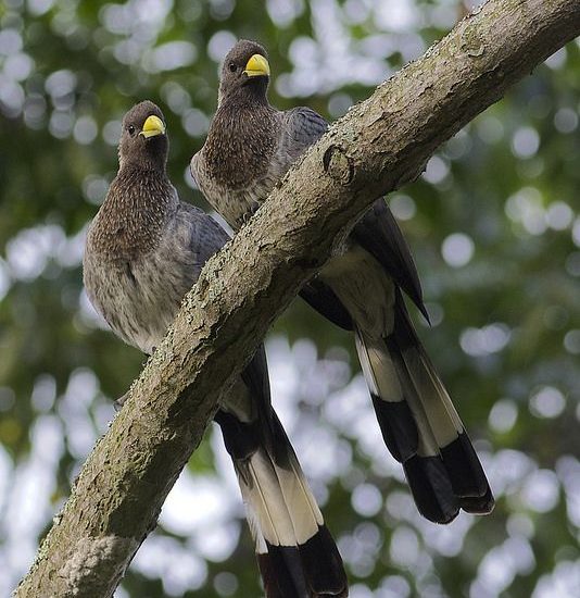 Birds on Uganda safari