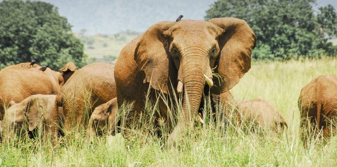 Wildlife in Uganda