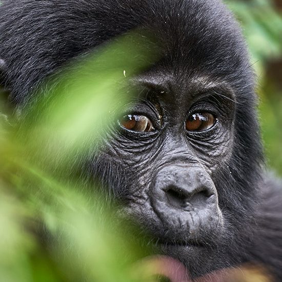 Bwindi Gorilla