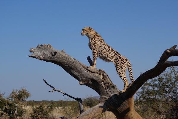 Cheetah on East and Central Africa Safaris