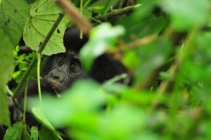 Gorilla sectors in Bwindi