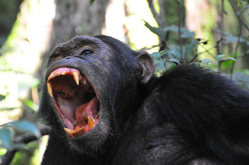 Mountain gorillas in Uganda