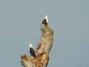 Birding in Lake Mburo National Park