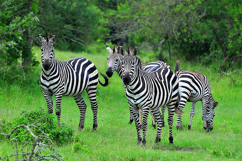 Zebras in Lake Mburo National Park
