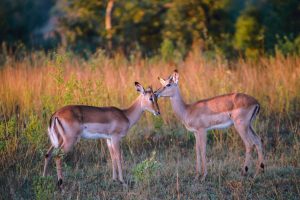 Plan a Uganda game drive safari